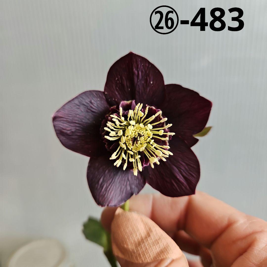 ㉖-483 クリスマスローズ