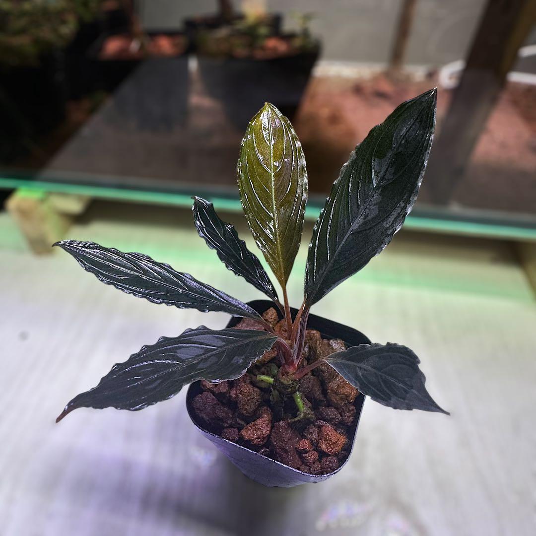 こ*た様 ブセファランドラでBucephalandra Kishii 細葉