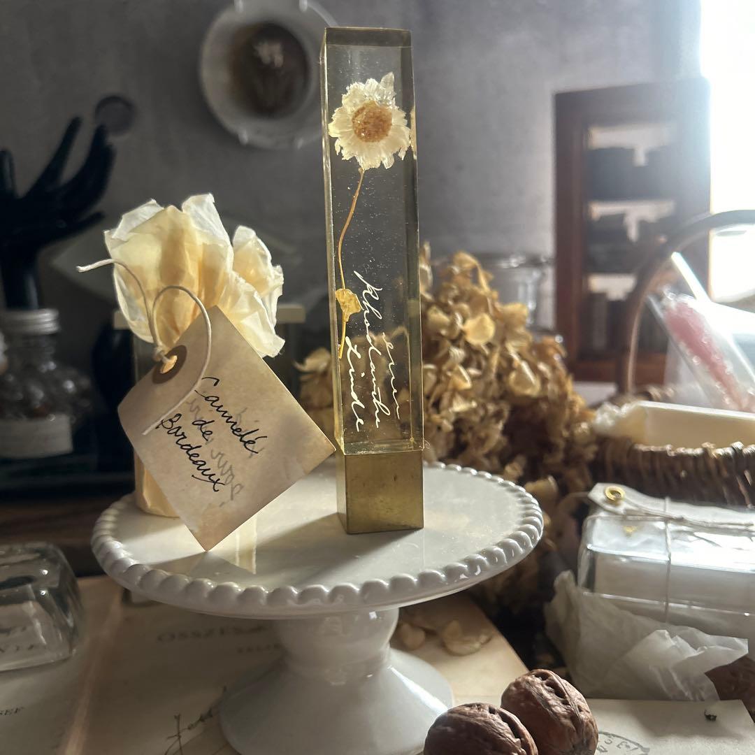 ローダンセ 真鍮 樹脂標本 errer 植物標本