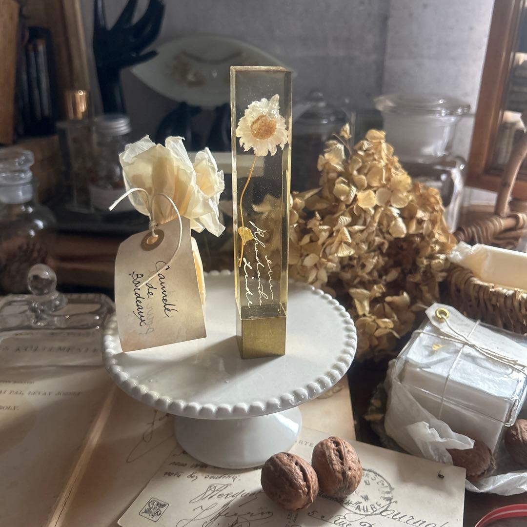 ローダンセ 真鍮 樹脂標本 errer 植物標本