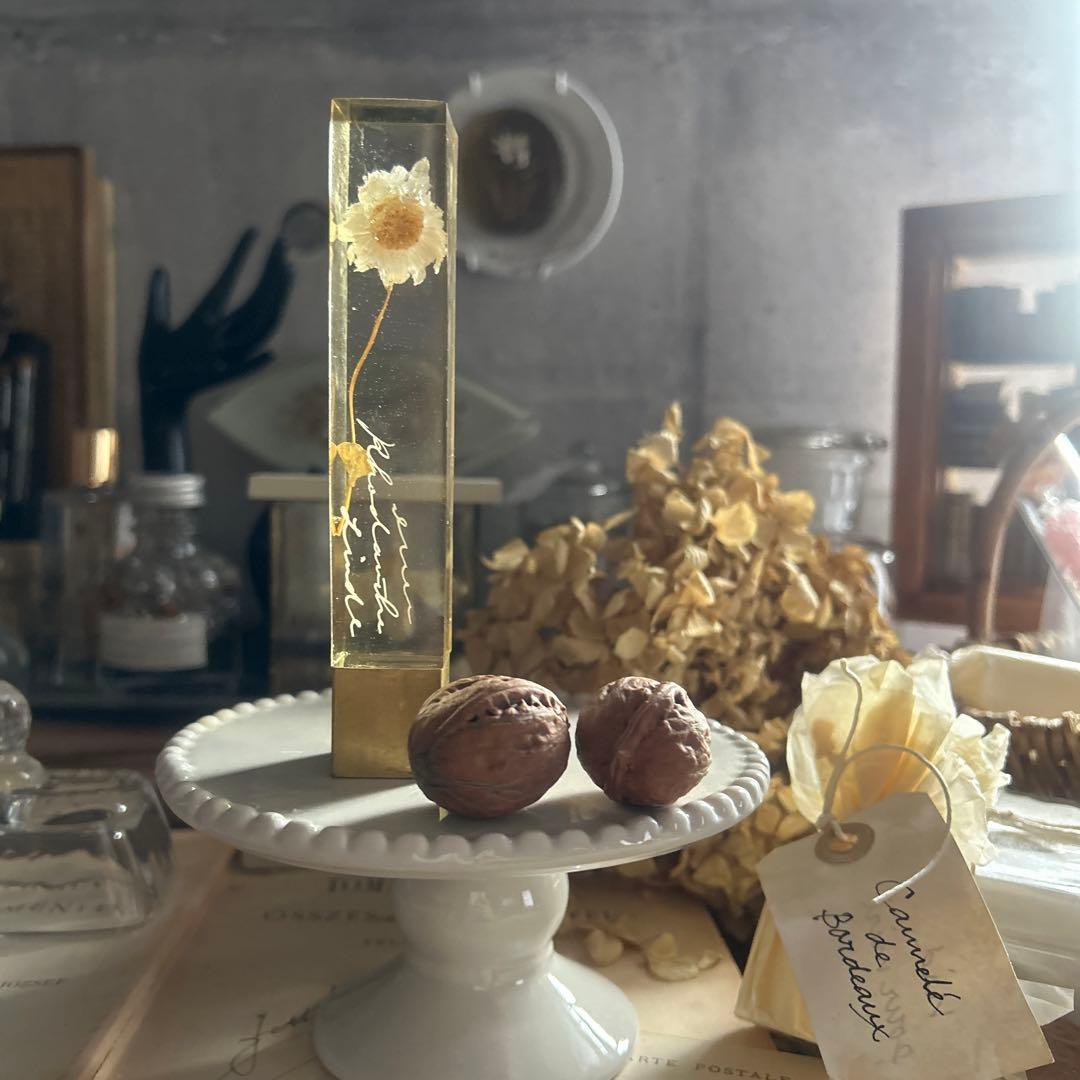 ローダンセ 真鍮 樹脂標本 errer 植物標本