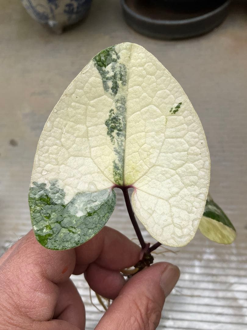 斑入り タマノカンアオイ 銘品「玄白」　カンアオイ