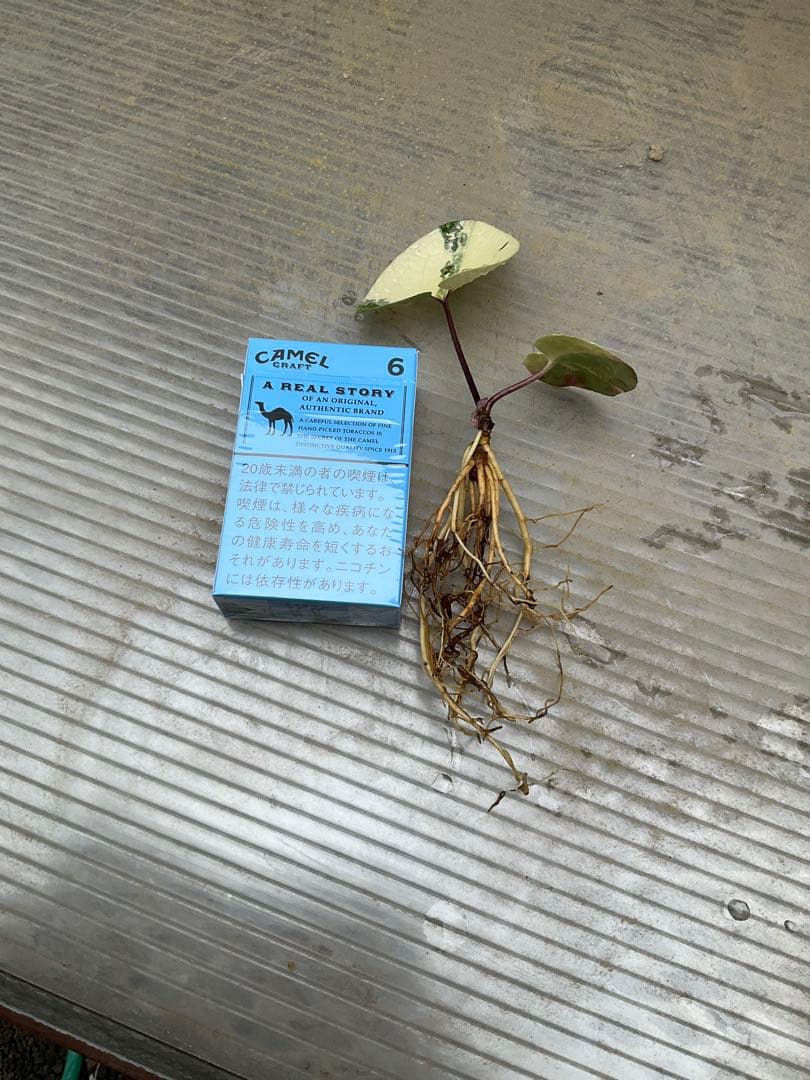 斑入り タマノカンアオイ 銘品「玄白」　カンアオイ