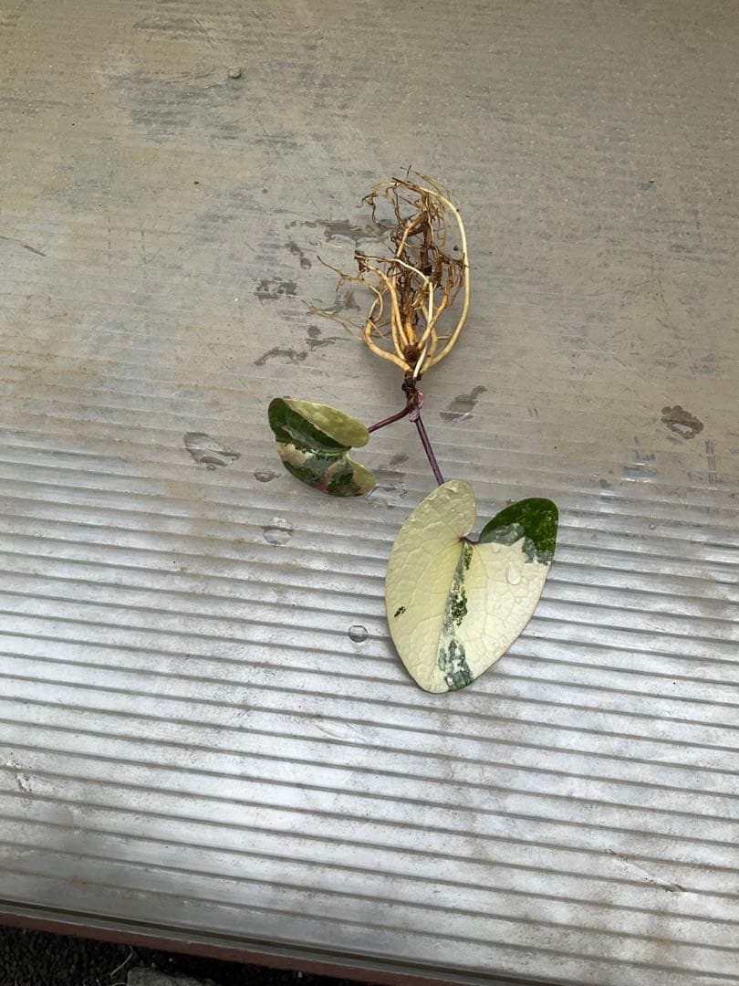 斑入り タマノカンアオイ 銘品「玄白」　カンアオイ