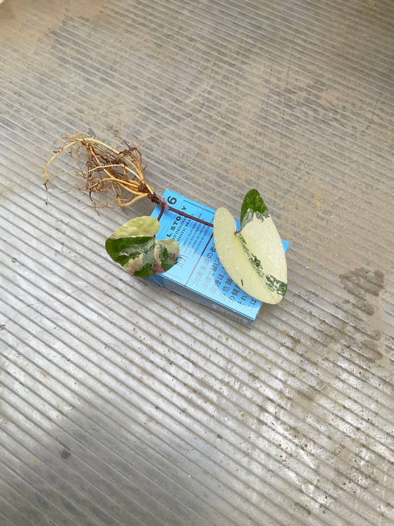 斑入り タマノカンアオイ 銘品「玄白」　カンアオイ