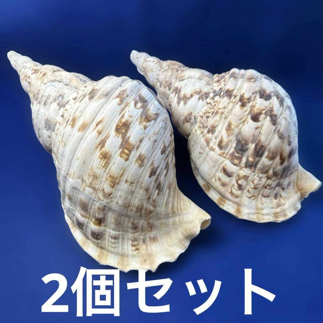 法螺貝　ホラガイ　ほら貝　三伏　密教　魔除け　　　熊よけ