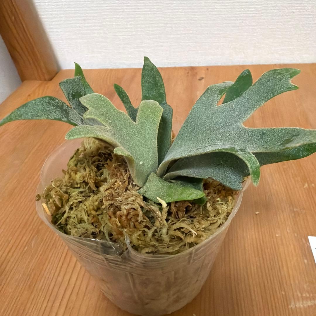 ＊P. willinckii Antler crown SP 3号ポット＊