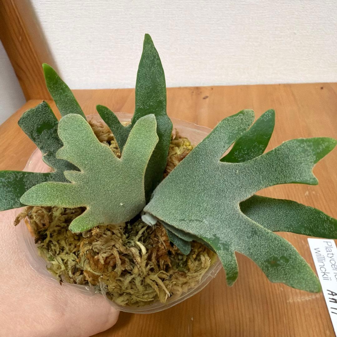 ＊P. willinckii Antler crown SP 3号ポット＊