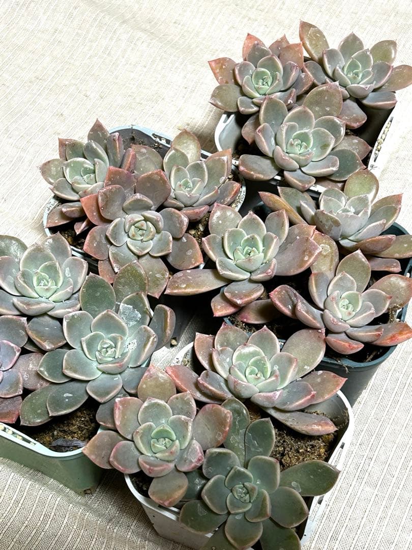 ☆彩之助☆ 多肉植物 １６点