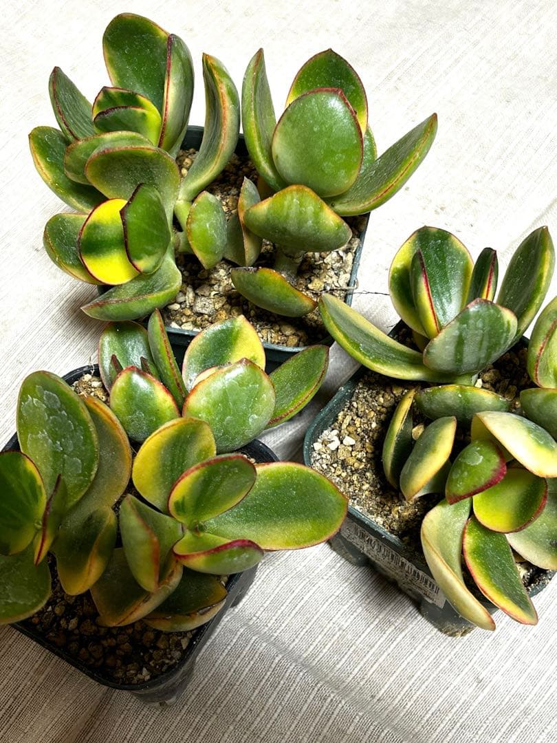 ☆彩之助☆ 多肉植物 １６点
