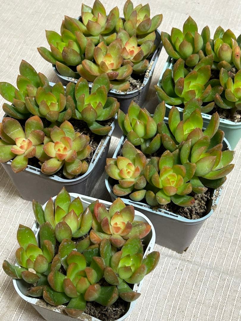 ☆彩之助☆ 多肉植物 １６点