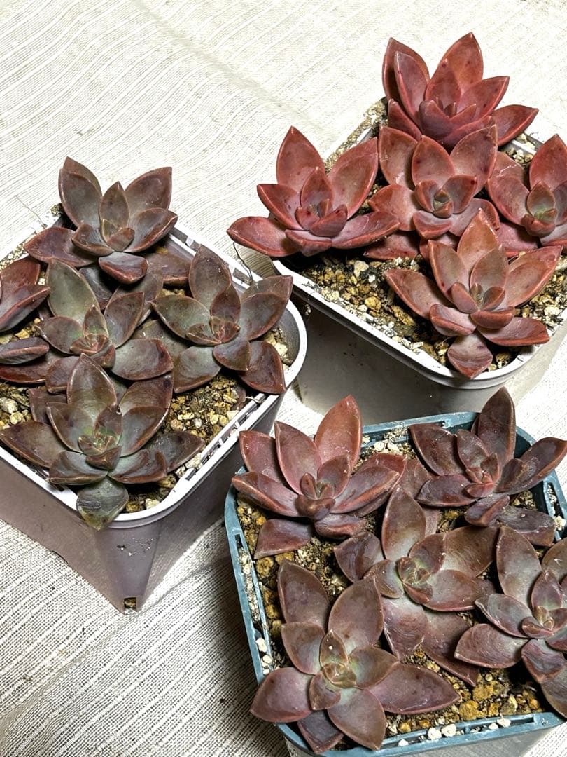 ☆彩之助☆ 多肉植物 １６点