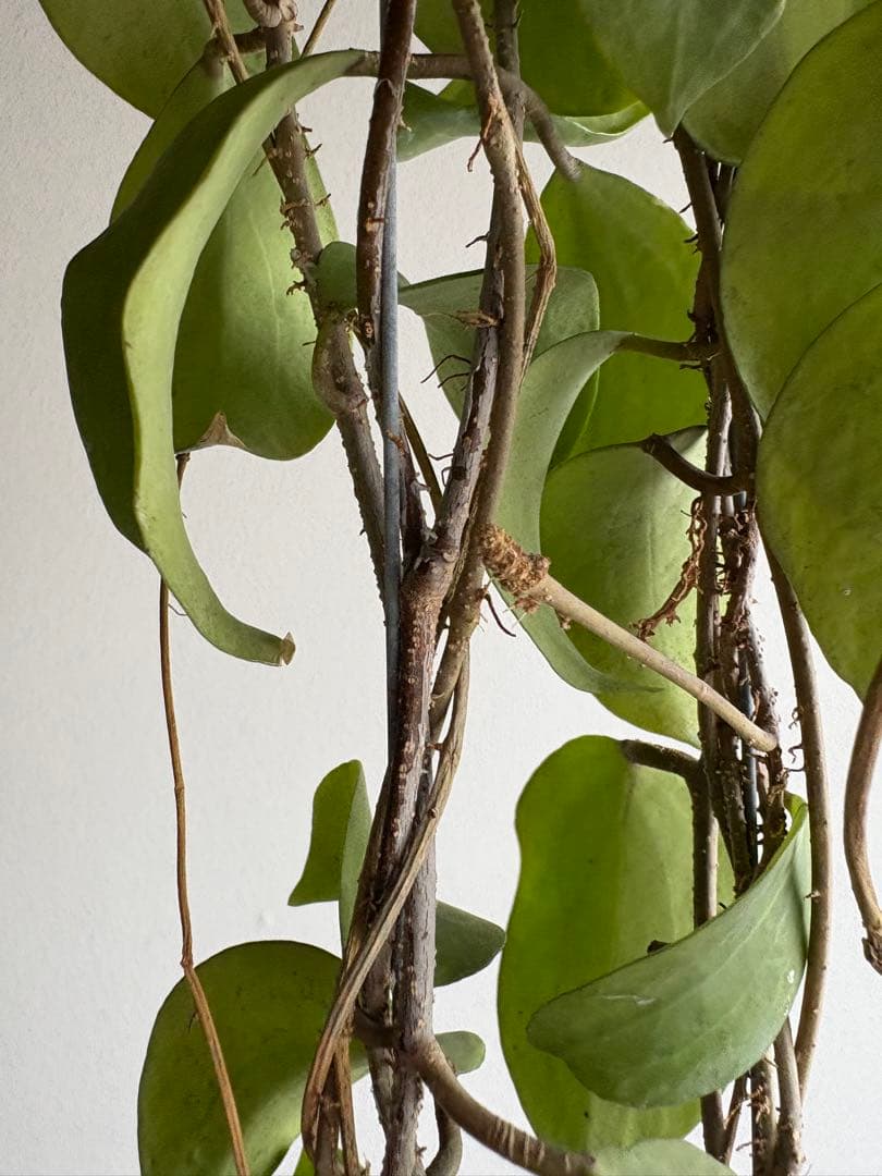 hoya nicholsoniae ホヤ　3号　吊り鉢
