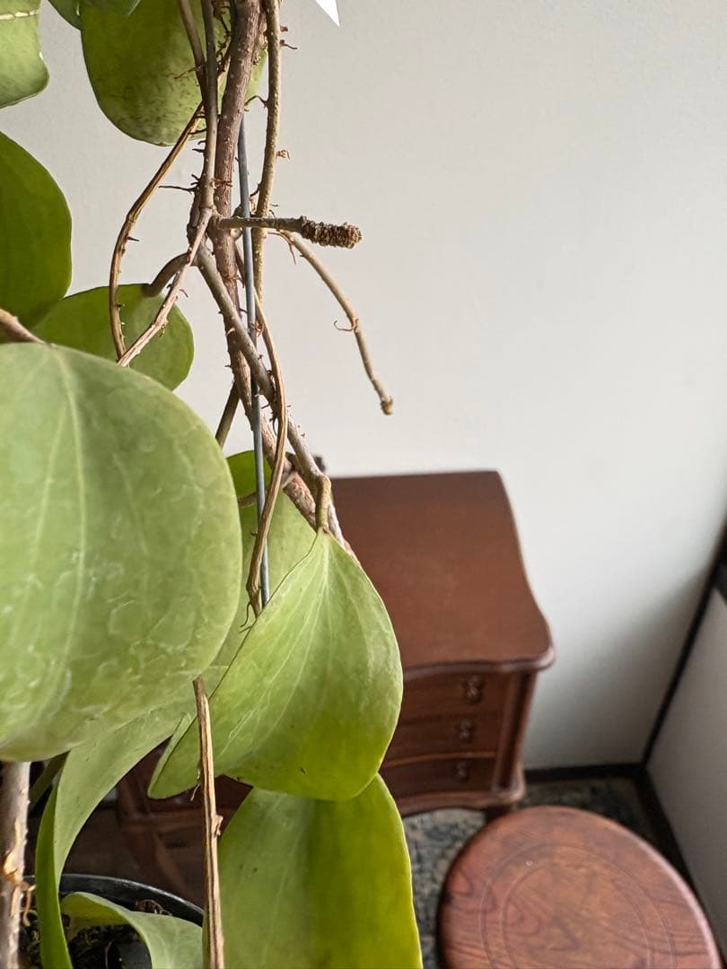 hoya nicholsoniae ホヤ　3号　吊り鉢