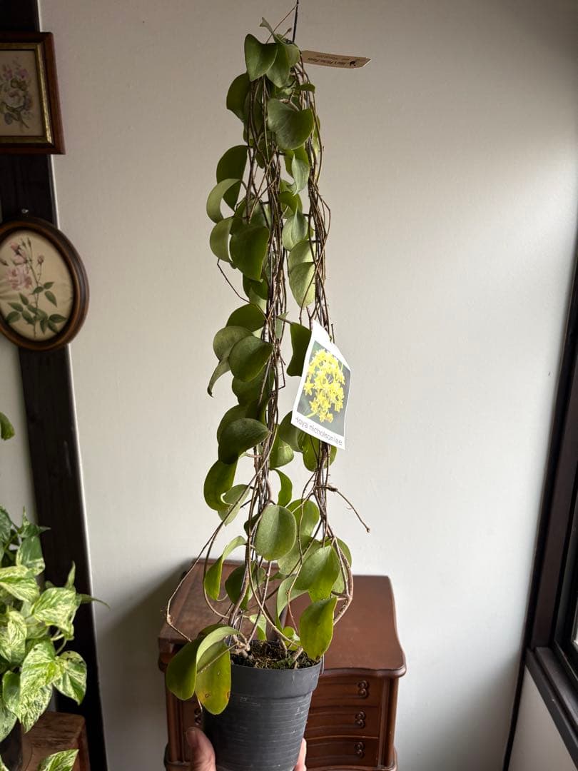 hoya nicholsoniae ホヤ　3号　吊り鉢
