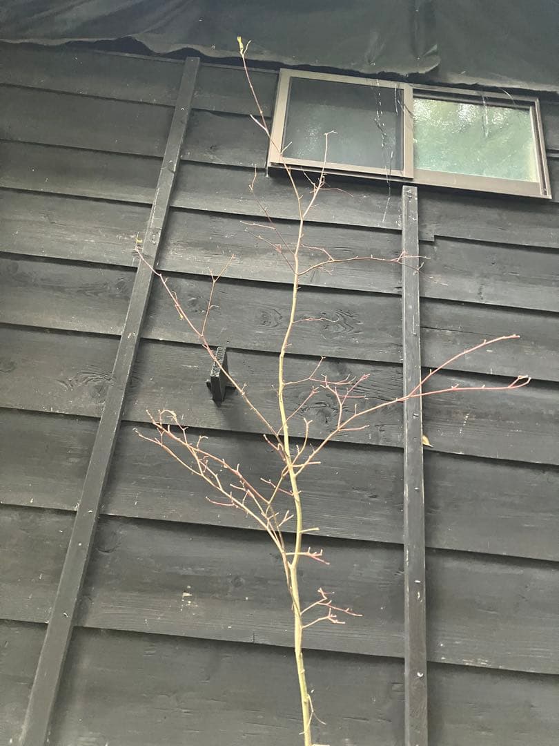 106 山採り　コハウチワカエデ