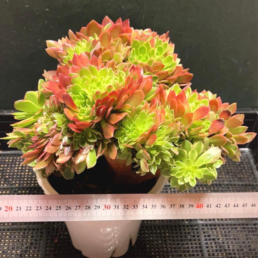 51#多肉植物アエオニウム錦❤️ ハロウィンイエロー錦セッカ ❤️28cm拔き苗