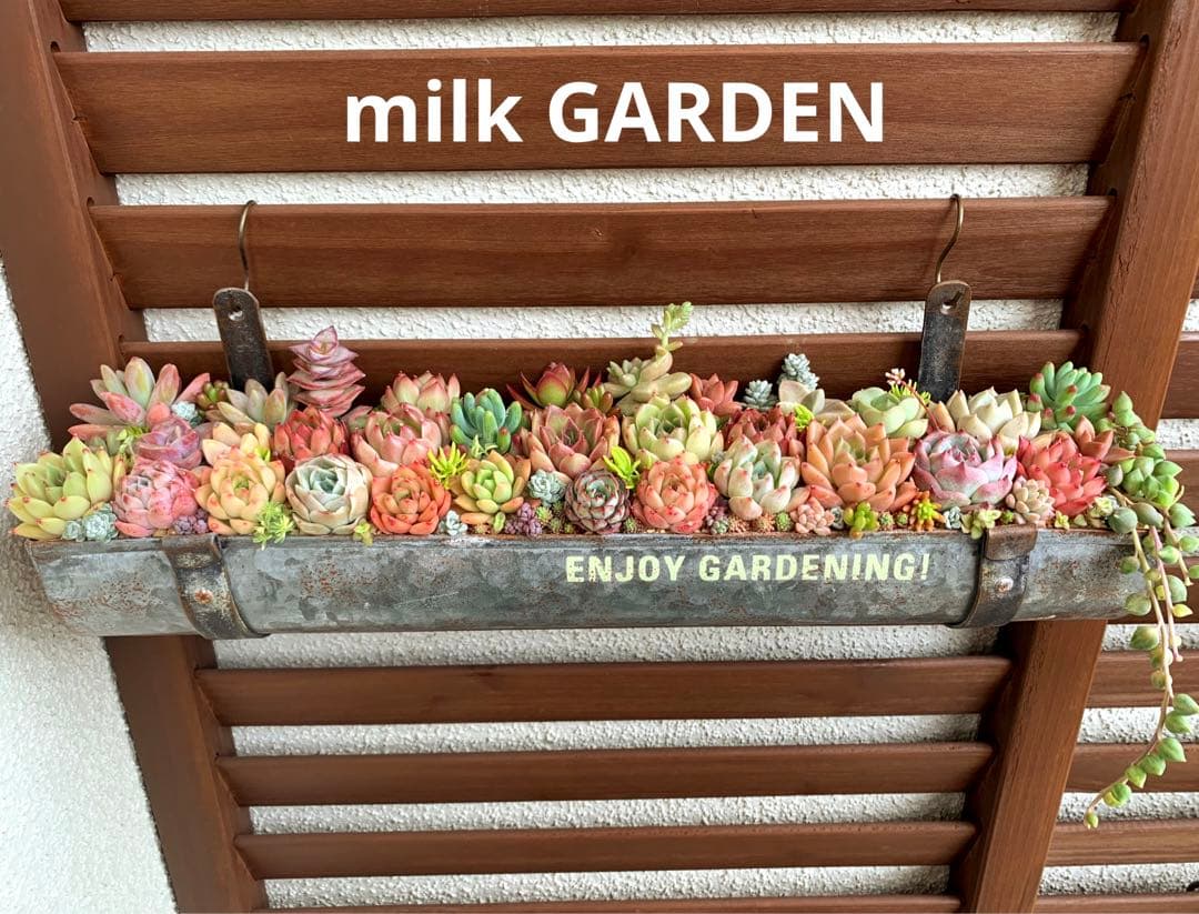 特大❣️豪華根付き韓国苗寄せ植え❣️
