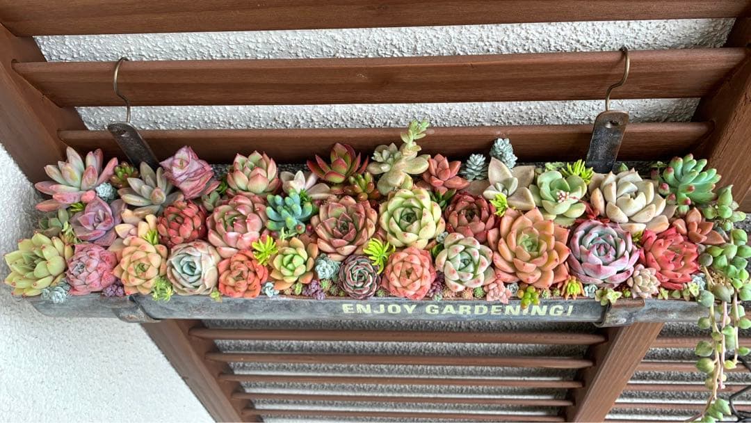 特大❣️豪華根付き韓国苗寄せ植え❣️