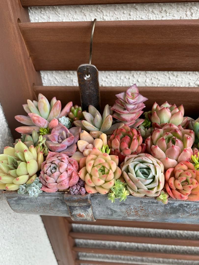 特大❣️豪華根付き韓国苗寄せ植え❣️