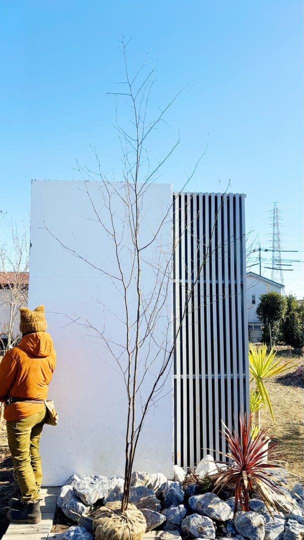 特大。山採りクロモジ3.8M(鉢底から)品番E