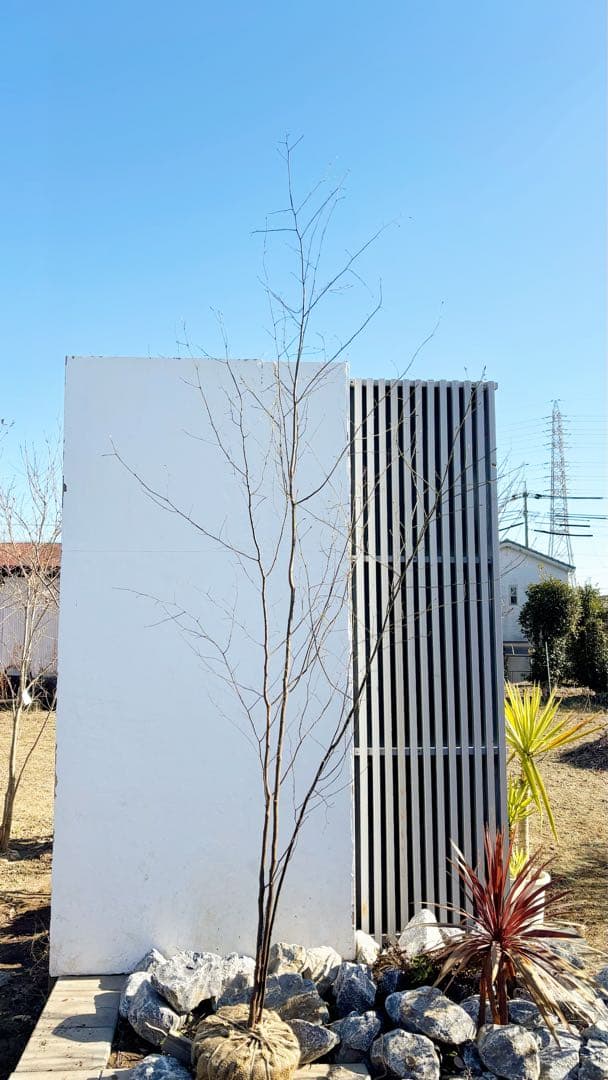特大。山採りクロモジ3.8M(鉢底から)品番E