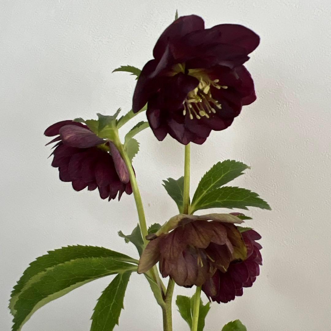 クリスマスローズ 加藤農園 グロッシーカラー☆ ディープレッドダブル 株分け