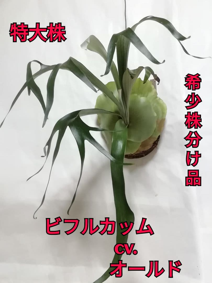 ビフルカッム　オールド株【初心者歓迎・希少株】育てやすい株