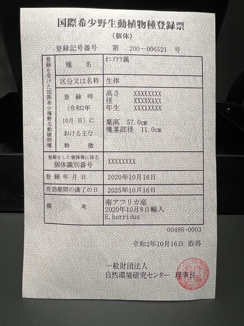 【超美株】エンセファラルトス・ホリダス　登録票あり