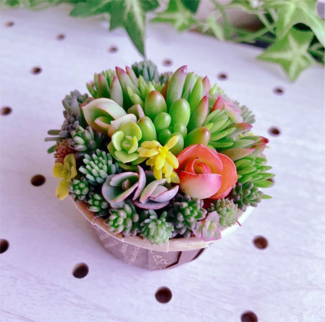 ★★セダム畑❤️★寄せ植え★ちまちまキュンキュン★このまま飾れます★多肉植物