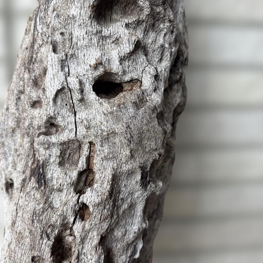 流木インテリア　爬虫類