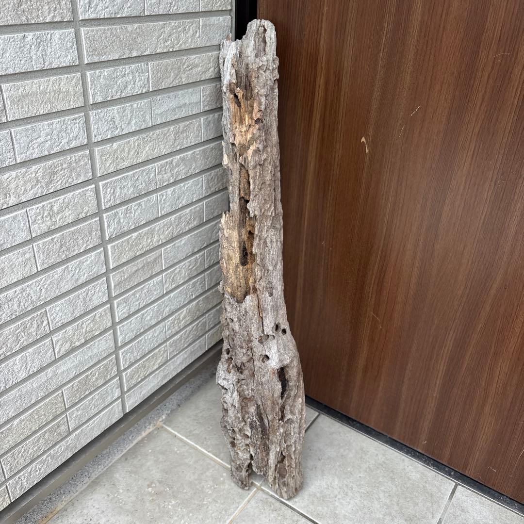 流木インテリア　爬虫類