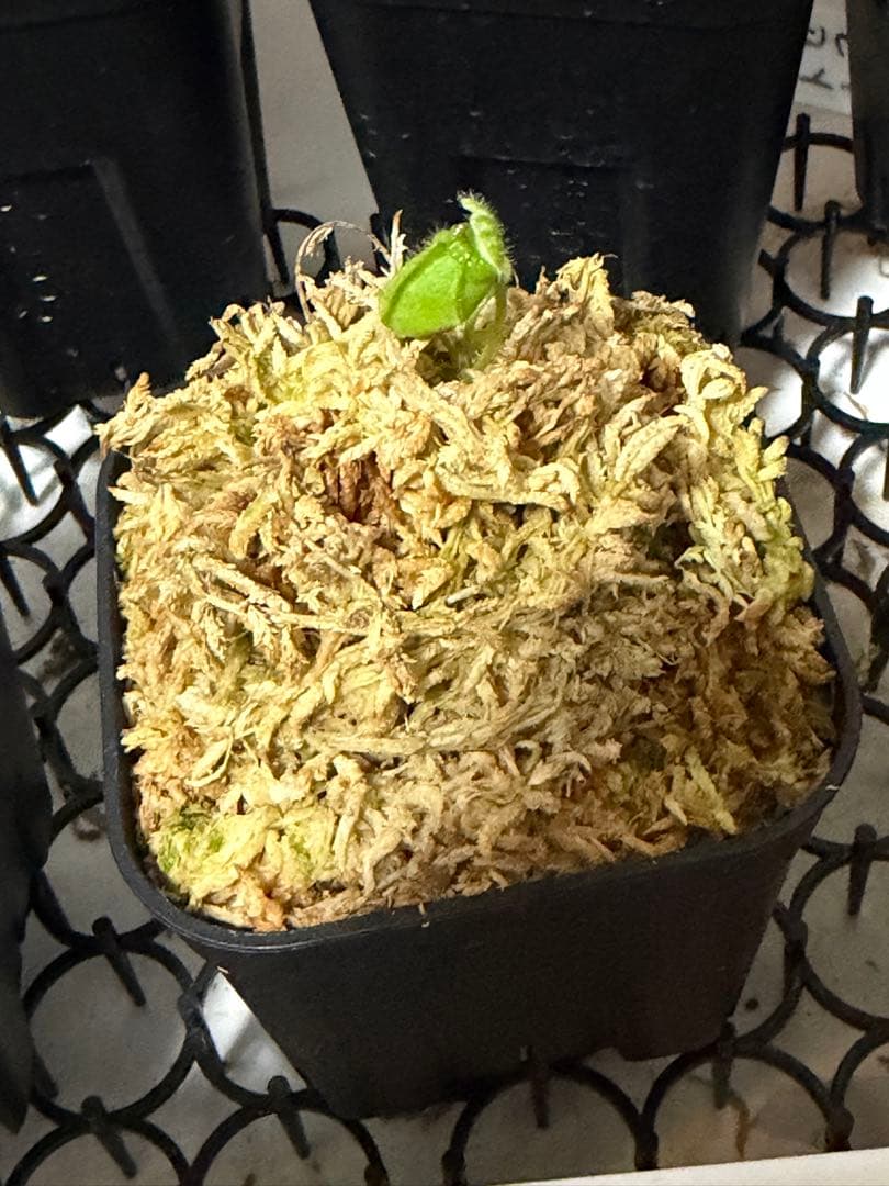 その他多肉植物 cephalotus follicularis Donnelly 