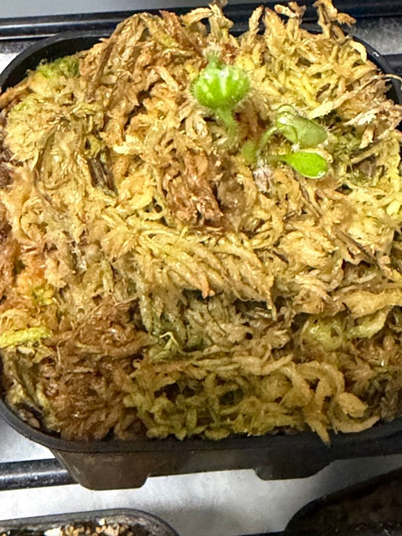 その他多肉植物 cephalotus follicularis Donnelly 