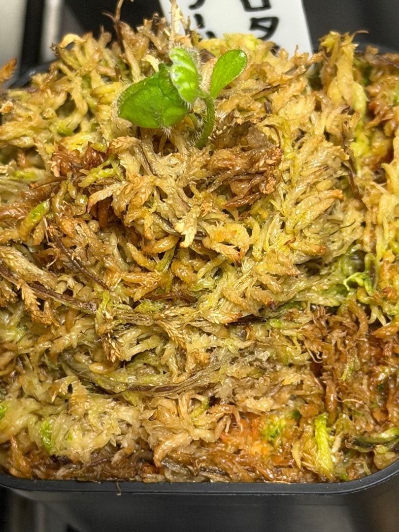 その他多肉植物 cephalotus follicularis Donnelly 