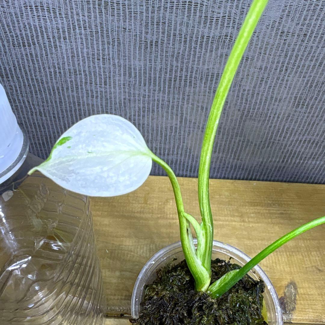 モンステラ　デリシオーサ　グリーンスノー
