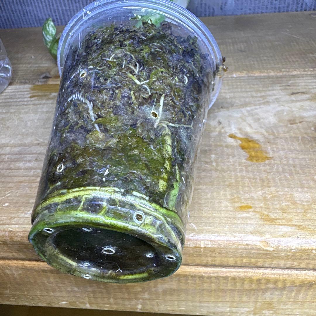 モンステラ　デリシオーサ　グリーンスノー