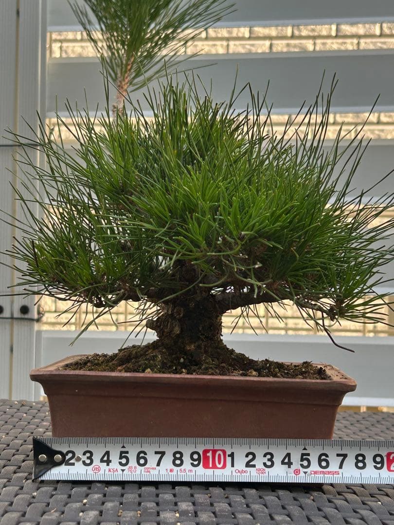 【お値下げ】黒松　太幹小品盆栽