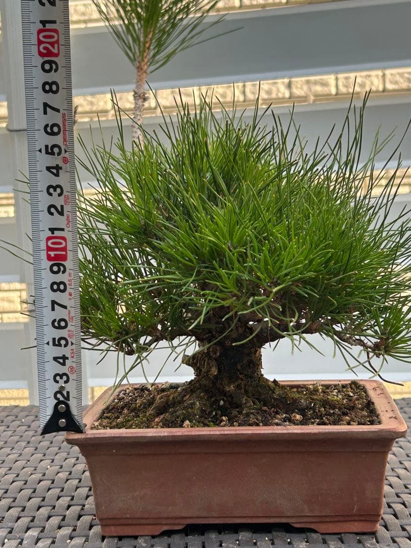 【お値下げ】黒松　太幹小品盆栽