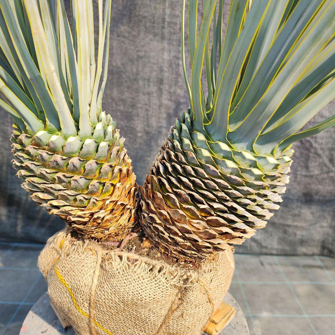 ロストラータ Hyb だぶるへっど