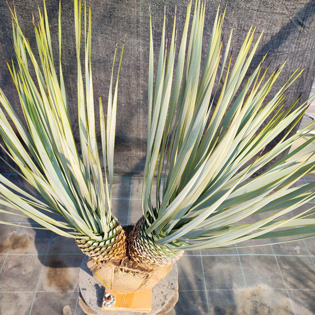 ロストラータ Hyb だぶるへっど