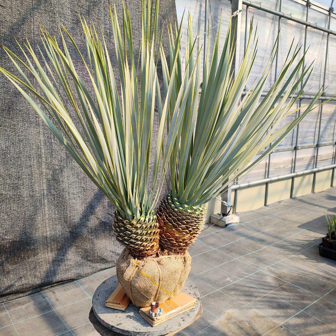 ロストラータ Hyb だぶるへっど