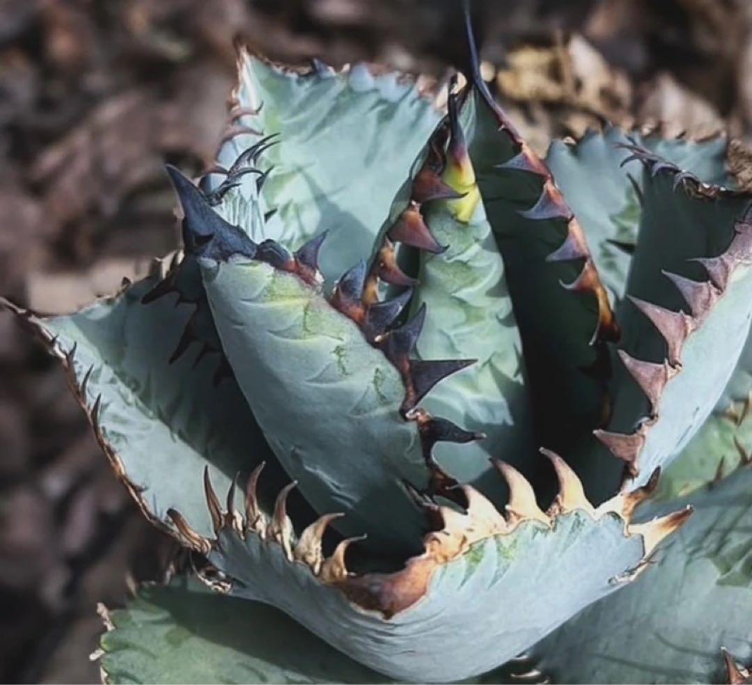 agave titanota 'creep' a.k.a. 'beast' 青葉