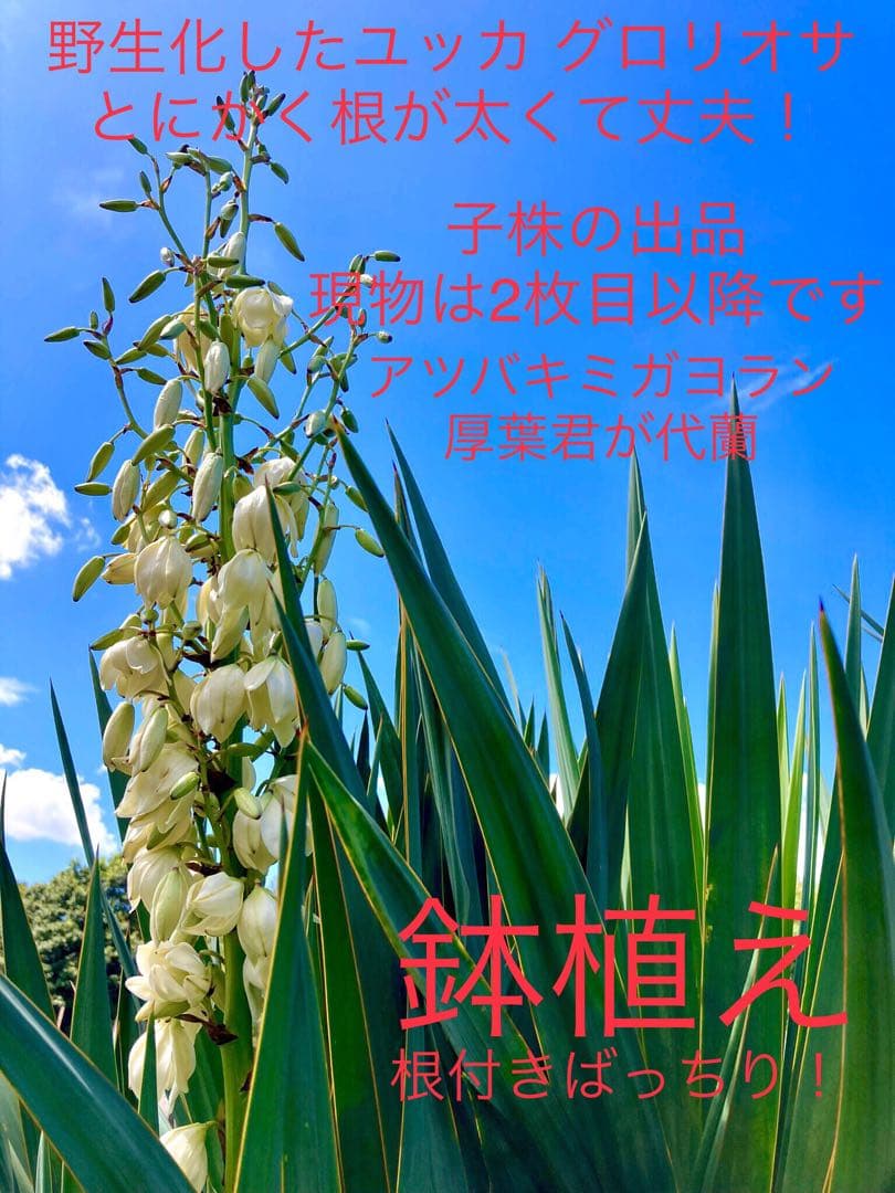 完売　　縁起木/完全野生化！ユッカグロリオサ/アツバキミガヨラン】クリスマスに！