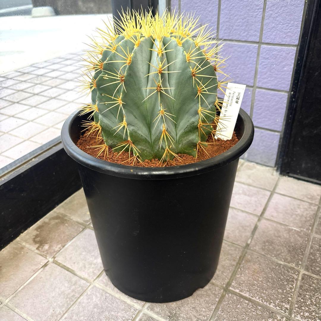 ⭐︎現品⭐︎サボテン⭐︎オウカンリュウ⭐︎王冠竜 ⭐︎8号⭐︎