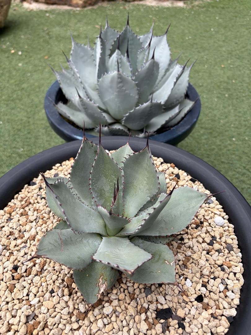 アガベ　パリー　姫吉祥天