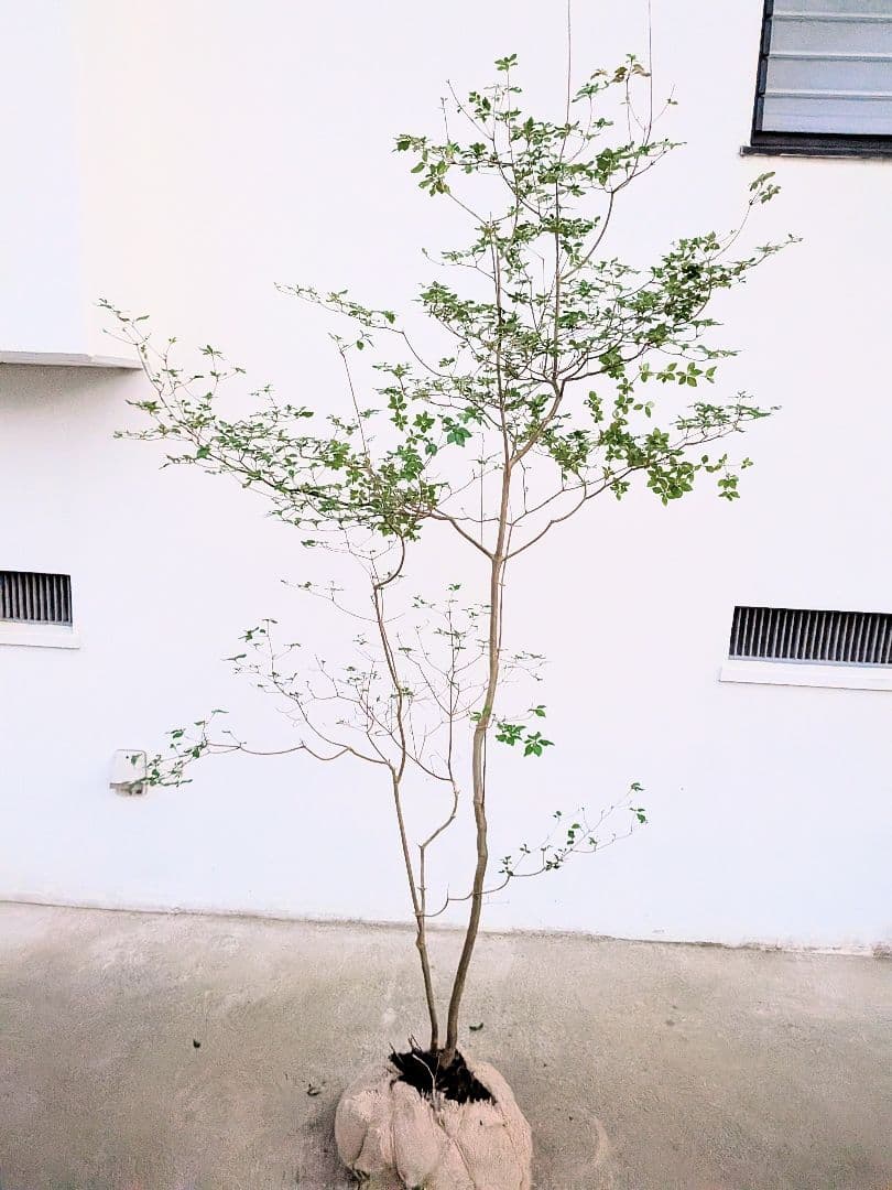 透き通るような。山採りドウダンツツジ。