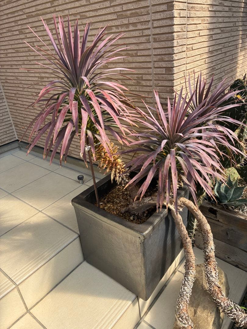 ユッカデスメティアーナ5ヘッド激レア