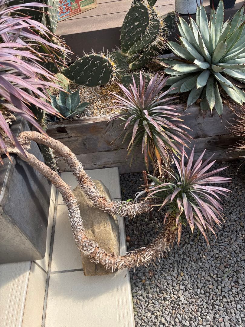 ユッカデスメティアーナ5ヘッド激レア