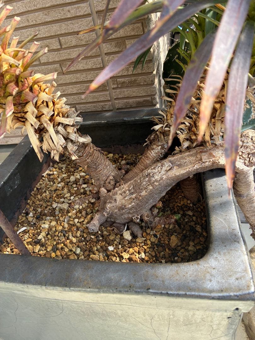 ユッカデスメティアーナ5ヘッド激レア